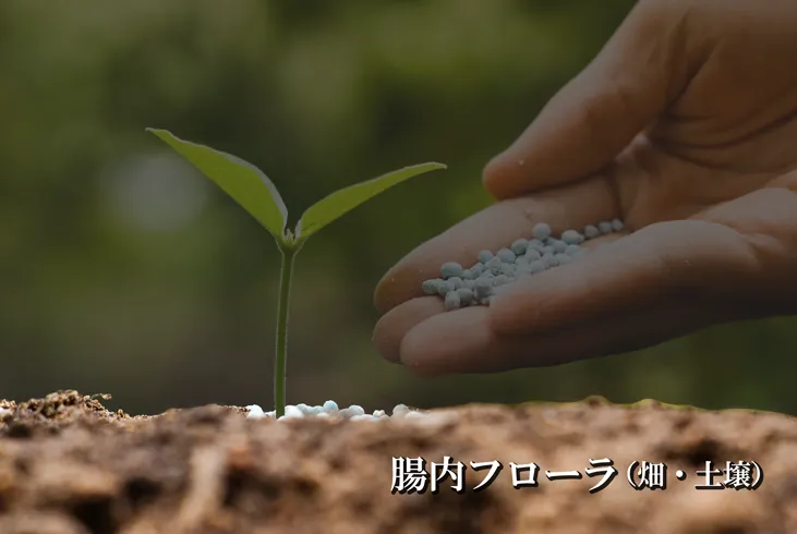 腸内フローラの産生菌にルミナコイドが働き、腸内フローラを豊かにします